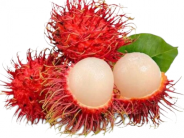 RAMBUTAN 